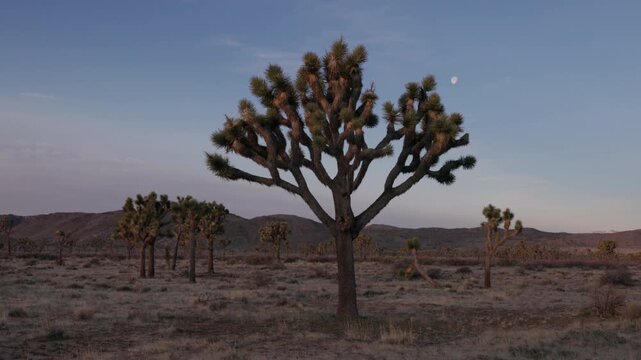 a zoom in clip of a sunlit joshua tree at sunrise on a spring morning at joshua tree national park in california, usa