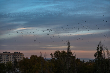 A large flock of rooks (Corvus frugilegus) flying in twilight sky at autumn dawn, returning from city to suburban parks and foothill areas in search of food. © Dina Luk