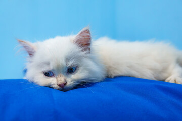 Cute fluffy white kitten resting on blue background © Roseee Visuals