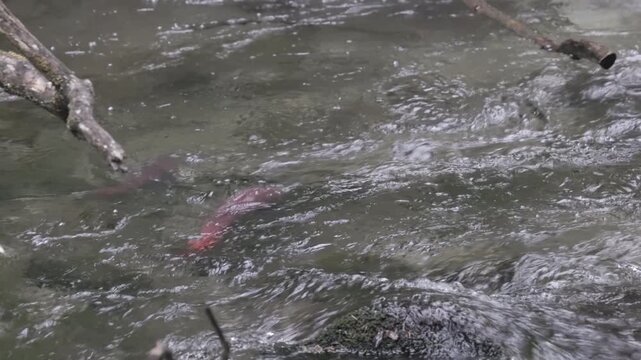 an overhead view of spawning sockeye salmon swimming in steep creek at juneau alaska of the united states
