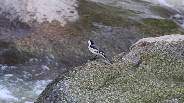 Foam Covered Ocean Wave and White Wagtail on Lichen Rock Beside Flowing River, Abstract Coastal Water Motion Blur Background with Calm Woodland Wildlife Atmosphere