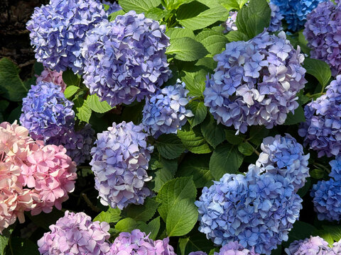 Bigleaf hydrangea Hydrangea macrophylla flower heads in shades of pink blue purple.