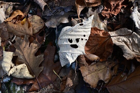 Fallen leaf that resembles a face among autumn leaves, Massanutten Mountain, Virginia