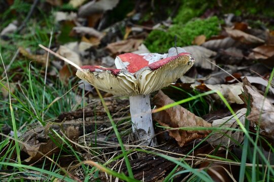 Red-capped mushroom among fallen leaves, Massanutten Mountain, Virginia