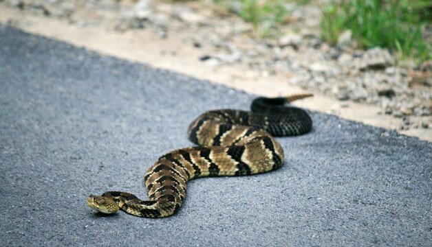 Timber rattlesnake coiled on pavement