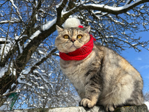 A cute cat in a silly beanie outdoors in the snow.