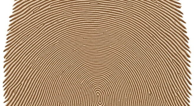 Close-up of a fingerprint pattern with ridges and valleys.