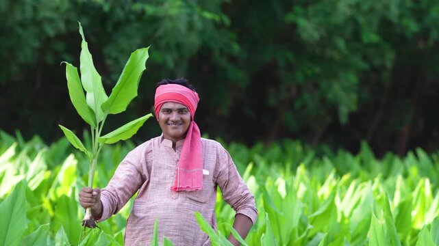Young indian farmer holding turmeric plant in hand and looking at agriculture field