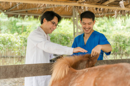 Two smiling Asian male veterinarians in uniforms check the health of a pony at a stable, working together happily during a farm visit.