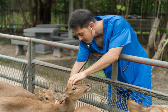 An Asian male veterinarian in blue scrubs checks the health of a deer using a stethoscope inside a zoo enclosure, providing professional medical care.