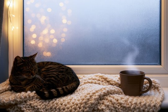 Tabby cat sleeping curled on a cream knitted blanket by a frosty window with a steaming mug and warm bokeh lights
