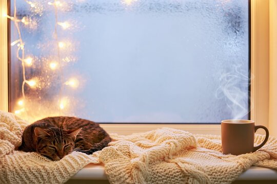 Tabby cat asleep on a cream knit blanket on a windowsill with steaming cup and glowing string lights on a frosty winter day