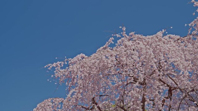 Pink blossoms cascade from the lower right corner under a clear, deep blue sky, leaving a large open area on the left for text or graphics.