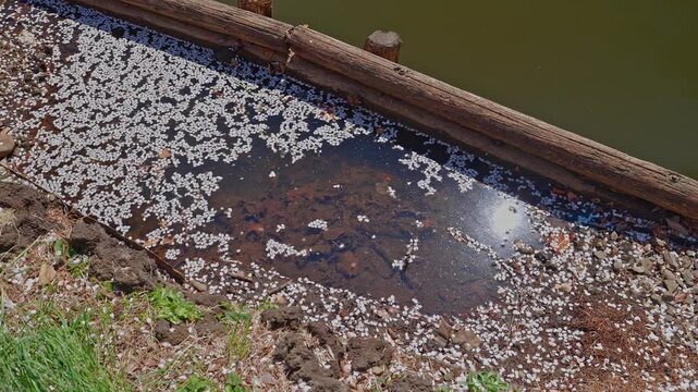 High angle view of white cherry petals scattered on dark water with a sun reflection, a wooden log border, stones and green grass.