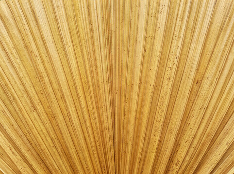 Dried Palmyra Palm Leaf Texture, Fine Parallel Ribs in Golden Ochre