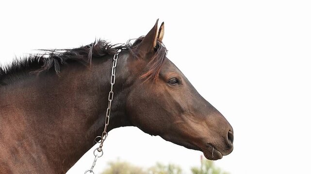 Profile close up of a brown bay horse head with a metal chain on its neck standing outdoors. Beautiful cinematic country agriculture scene of a domestic stallion mammal animal looking aside. 