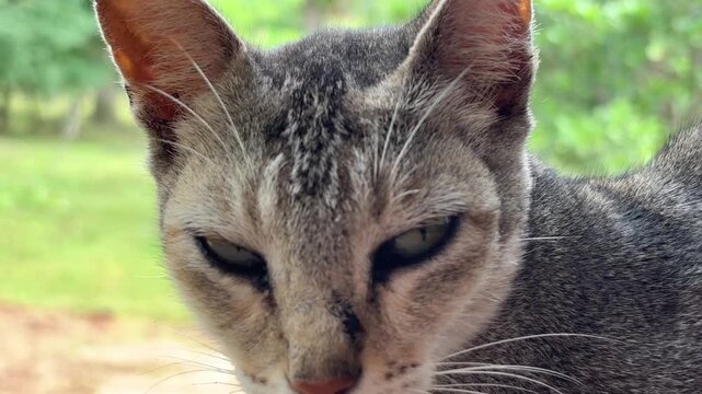 Close up of sleepy cat suddenly looking at camera. Handheld