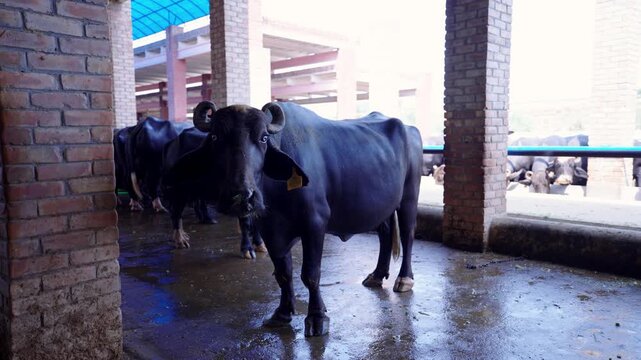 Buffalo farm in Punjab with domestic water buffaloes standing inside a traditional brick barn. Agricultural industry and dairy production in a rural setting. Livestock husbandry and animal farming.