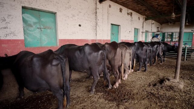Buffalo farm in Punjab with domestic water buffaloes standing in a rural barn for dairy production. Livestock farming and agricultural industry practices in a traditional setting. Animal husbandry.