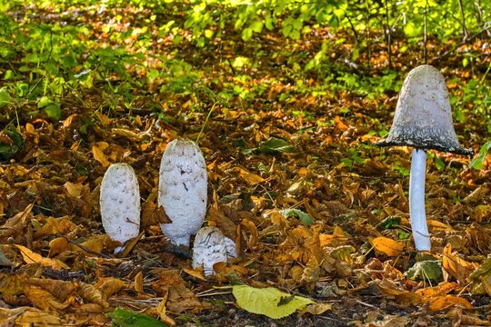 Shaggy mane mushrooms, Coprinus comatus, growing on an autumn forest floor covered with fallen leaves. Wild edible fungus in nature.