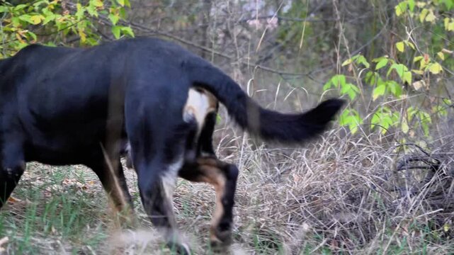 Big black and tan hunting hound dog tracking a scent, searching for prey, and exploring a wild forest thicket outdoors. Active guard pet animal outdoor training process scene, countryside woodland. 
