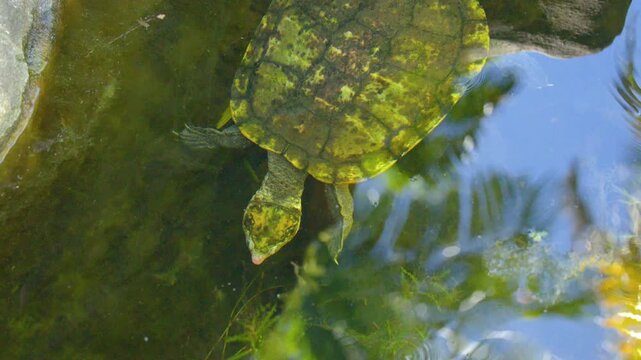 Freshwater Turtle Swimming in Murky Pond Water with Algae