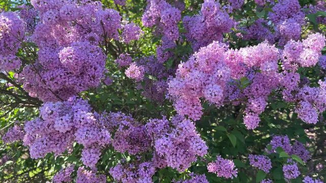Syringa vulgaris shrub in spring blossom