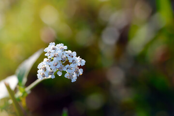 Small White Wildflower Cluster in Soft Sunlight with Dark Green and Golden Bokeh in a Natural Garden Setting © Eric.art