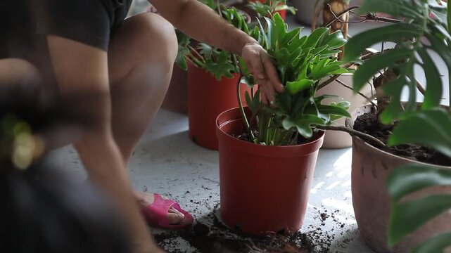 gardening, repotting, houseplant, potted plants, hands
