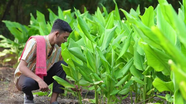 Young indian farmer observing at green turmeric agriculture field