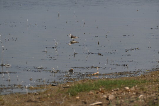 A common green shank is seen foraging in the shallow waters of a lake