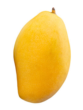 One ripe yellow mango fruit isolated on white background with clipping path