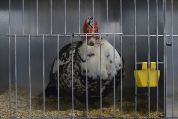 Chickens in cages at the Lismore Show, NSW Australia © rai