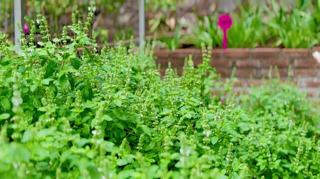 Basil leaves in the garden