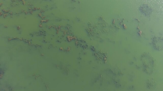 Aerial top view of green water surface with underwater vegetation and aquatic plants   