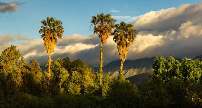 sunrise light falling upon palm trees and clouds, Klein Mountains in the background