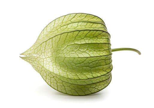 Fresh green physalis fruit with papery husk