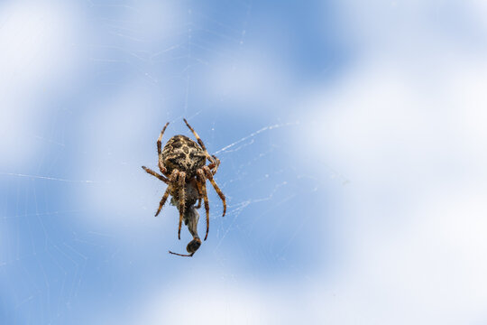 Spider in its web against a bright blue and white sky background   