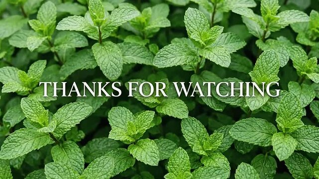 Thanks for watching text overlay on lush green mint leaves background
