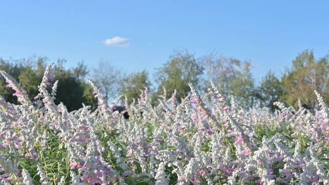 푸른 하늘 아래 바람에 흔들리는 분홍빛 멕시칸 세이지 꽃들(Pink mexican bush sage flowers swaying in the wind under blue sky in Korea.)