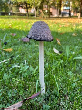Scaly cap of coprinus comatus