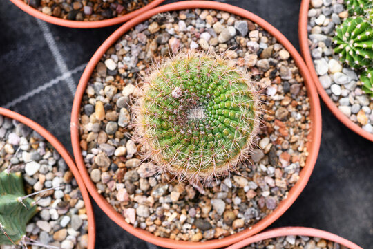 Top view of 'Parodia Concinna' cactus plant in flower pot with small stones. Also called 'Notocactus Concinnus'
