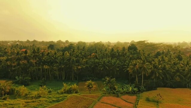 Aerial View of a Lush Tropical Landscape at Sunrise