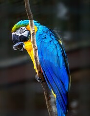 photo animal shot of a funny greeting yellow-breasted macaw © Rolf
