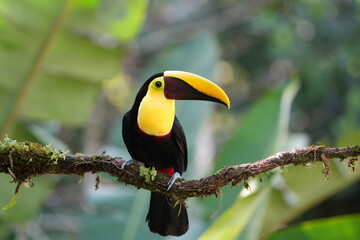 Black-mandibled Toucan Perched on Branch in Costa Rica Rainforest © Soaps