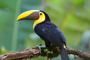 Black-mandibled Toucan Perched on Branch in Costa Rica Rainforest © Soaps