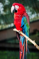  Animal photograph of a beautiful scarlet macaw © Rolf