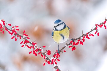 A cute blue tit sits on a snowy twig with red berries. Winter scene with a cute blue tit.  Cyanistes caeruleus © Monikasurzin