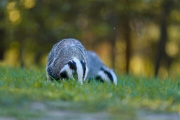 Two european badgers looks for food  in the grass near a forest. A eurasian badger in the nature habitat. Wildlife scene with two european badgers. Meles meles © Monikasurzin