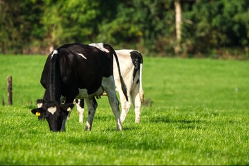 dairy cows in a field © pharoah